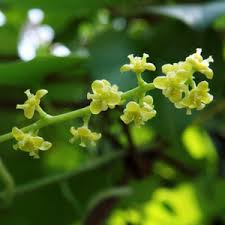 Image result for Tinospora tenera