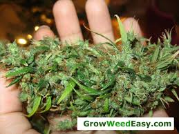The breeders of this kush remain unknown. How To Identify Fix Cannabis Nitrogen Toxicity With Pics