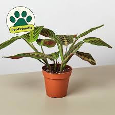 Image result for Maranthes floribunda