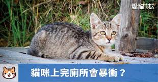 pin on 貓咪知識文章 愛貓誌