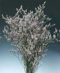 Caspia Blue Stream Color Is Blue Flower Guide Wholesale Florist Flowers