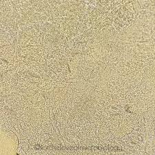 Image result for Kohautia microflora