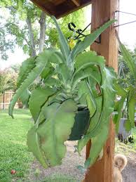 Donkey Ear Plant Kalanchoe Gastonis Bonnieri Chapala