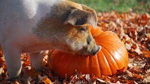Leftover Pumpkins Here S How To Make Best Use Of Them Ozy A Modern Media Company