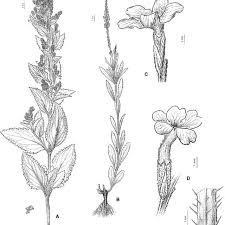 More images for plantas sin semillas para colorear » A Verbena Recta Aspecto General De La Planta B C Verbena Simplex Download Scientific Diagram