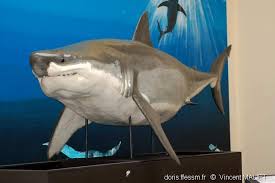 Il ne s'est pas désorienté et a commencé à filmer l'étonnant. Carcharodon Carcharias Doris