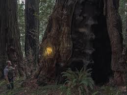 The tall trees grove hike takes you down 800 feet to the bed of redwood creek. Stealing Redwood Trees Is Hard But Stealing Burls Isn T Bloomberg