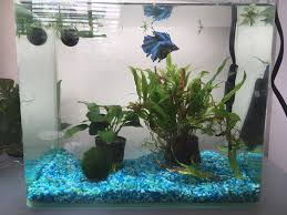 This guide will help you to get the dream house for your betta. I Bought 26 Usd Of Live Plants For My Betta Tank Bettafish