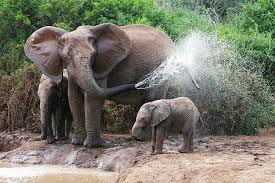 Visitors come in large numbers to this elephant training centre to. Hd Wallpaper Gray Elephant Elephants Bathing Female Elephant Calves Water Wallpaper Flare
