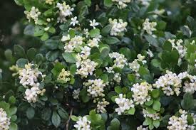 Image result for Murraya paniculata