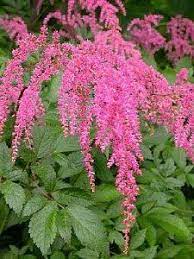 Ostrich Plume Astilbe Straussenfeder Agm Winner One Quart Pot By Hirts Astilbe 7 99 Immediate Shipping In One Quart P Pink Perennials Astilbe Flowers