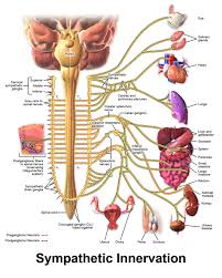 Sympathetic Nervous System Complete Spine And Pain Care