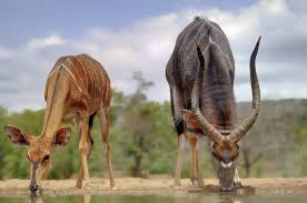 Visiter L Afrique Les Animaux De La Savane Pour Un Safari Inoubliable 61% de réussite sur 240 joueurs. visiter l afrique les animaux de la