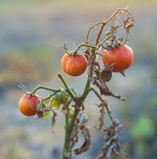 How to fight tomato blight by inserting a copper penny within a stalk in a certain way explained with the close up photo. Potato Blight And Tomato Blight