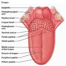 Image result for Filiform Papillae