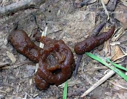 Image result for marten poop