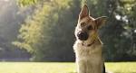 175+ Male And Female German Shepherd Names With Meanings ...
