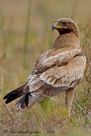 Birds Of Prey Animals Indian Spotted Eagle Birds Of Prey Pet Birds Beautiful Birds