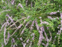 Image result for Buddleja pulchella
