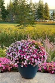 Tickle Your Garden Pink In 2021 Container Flowers Tickled Pink Large Plants