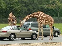 But others like petting zoos and tulip farms have suffered during the stay at home order. Great Adventure To Close Its Drive Thru Safari Park Cbs Philly