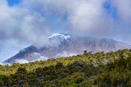 Image result for Stathmostelma pauciflorum