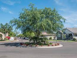 #saveourchildren juan o savin we as a people have a resp. Chinese Elm Desert Horizon Nursery