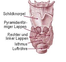 Die schilddrüse liegt direkt unterhalb des kehlkopfes. Strumaresektion Wikipedia