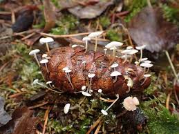 Image result for Strobilurus conigenoides