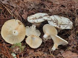 Image result for Russula polyphylla