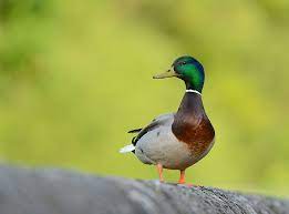 A secondary verb akin to middle english duken, douken. Duck August 2020 Bird Of The Month The English Garden