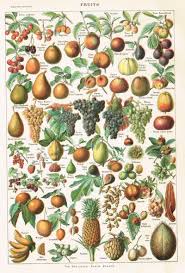 Digital Download Vintage Larousse Print 1920s Fruits By Adolph Etsy Fruit Art Print Vintage Botanical Prints Fruit Wall Art