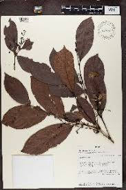 Image result for Magnistipula sapinii