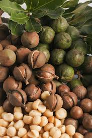 Top Ingredients For Relaxed Hair Macadamia Nuts Macadamia Nutrition