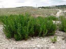 Image result for Inula