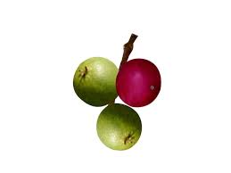 Image result for Flacourtia indica