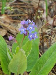 Image result for Cynoglossum