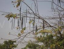 Image result for Cassia sieberiana