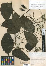 Image result for Mucuna poggei