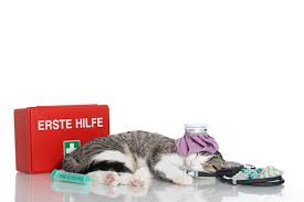 Obviously, emergencies are just that, and waiting any length of time could put your cat at risk. When To Call An Emergency Vet And How To Find One For Your Cat Catster