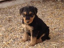 Hi i'm looking to give a forever home for a airedale terrier pup of young dog kind regards (im after one not selling) read more >> more >>. Ckc Registered Airedale Terrier Pups For Sale In Steinbach Manitoba Nice Pets Online