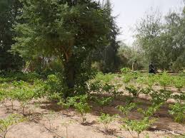 Image result for Faidherbia albida