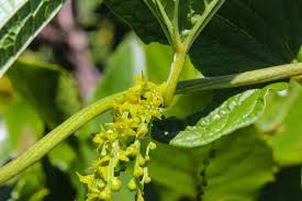 Image result for Monopsis stellarioides