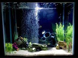 Dibawah ini adalah beberapa jenis tanaman air yang dapat anda pilih untuk akuarium air tawar. 7 Cara Membuat Aquarium Mini Sederhana Unik Di Jamin Sukses 2019