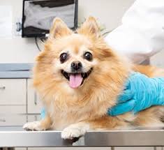 Emergency vet located near me. Emergency Vet Near Bixby Ok Animal Emergency Center Of Tulsa