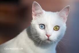 Brown Tabby and White Cats: Genetics, Personality, Fun Facts