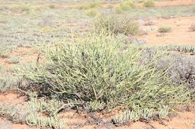 Image result for Euphorbia guerichiana