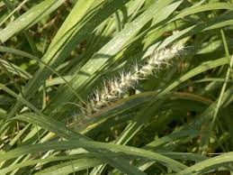 Image result for Cenchrus ciliaris