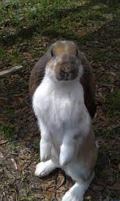 English Lop Rabbiti Just Became A Rabbit Rescue Cute Baby Bunnies Cute Bunny Soft Kitty Warm Kitty
