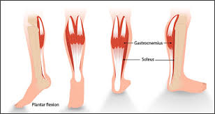 The plantaris, the gastrocnemius and the soleus. The Importance Of Calf Strength And The Best Calf Strength Exercises Sport Spinal Physiotherapy